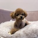 공주동물병원 이미지