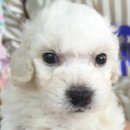 블루독 애견샵 이미지