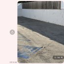 달라(Dalla)뮤직타운 | LA D+128~129_조슈아 트리