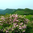 5월30일(월) [07:00출발]소백산(100대명산) 비로봉=＞국망봉★주목과철쭉, 한국의 알프스☆멋찐 봄산행 함께 하세요 이미지