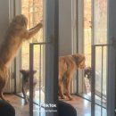 도그천사 이미지