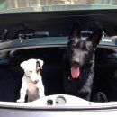 잘하는 동물메디컬센터 이미지