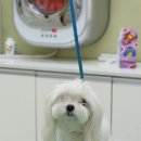 베베펫 천안 애견미용 이미지