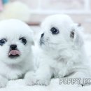 퍼피코리아 네이버블로그