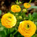 꽃 뜨락 이미지