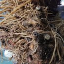 구기자 분말 산뽕나무 오가피뿌리 멧대추 우슬 쑥 이미지