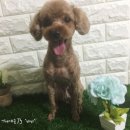 바비 애견샵 네이버블로그