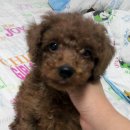 강아지당 이미지