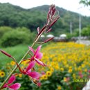 솔마루길 남산 이미지