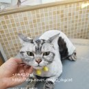 이개 내고양이 이미지