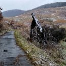 소나무 한우 목장 이미지