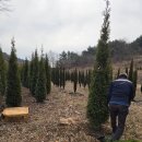 샘골농원 | "마당 사생활 보호를 위한 포천시 전원주택 조경, 3.5m 킹오브브라반트 울타리 나무 식재 후기"(3월23일)