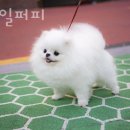 스타일 퍼피 이미지
