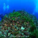 Dive in Ulleung & Dokdo, East Sea, Korea 이미지