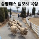 상영목장 | 증평투어패스 : 벨포레 목장 이용한 후기 : 3곳밖에 못간이야기는 덤