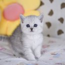 [일원1] 가정 헤어 | 브리티쉬숏헤어 가정분양 결정 전 꼭 봐야 할 후기