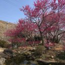 광양교회 | 광양 근처 숨은 매화 명소, 순천 복음교회 다녀왔어요(주차장, 탐매마을 비교,꿀팁 )