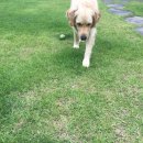 채우리네