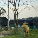 초평골 한우마을 이미지