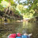 어비 포레스트 이미지