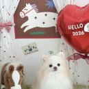 알로하펫 이미지