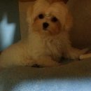 카라말티즈 이미지