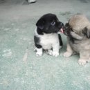 복슬강아지 이미지