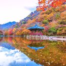 잠깐의 절정, 오래 남는 기억… 가을이 머무는 길 이미지