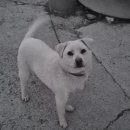 지정환 피자 이미지