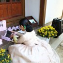 국악밴드 나릿 이미지