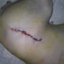 아이튼튼 동물병원 이미지