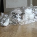 봉봉세탁소 이미지