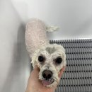 댕스티니 이미지