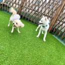 일리키독 이미지