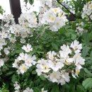 꽃의계절 이미지