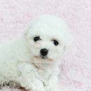 도그비숑 이미지