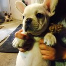 도그컴퍼니 이미지