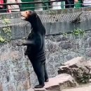 짝퉁에도 정도가 있어야지... 무더위를 잠시나마 잊게 해주는 웃기는 중국 동물원 이미지