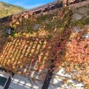 청산도올레펜션 이미지