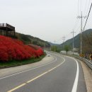 섬진강변 철쭉길 이미지
