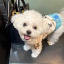 두젠틀 | 논현동 애견카페 두젠틀｜오프리쉬 가능한 실내 애견카페 후기 !