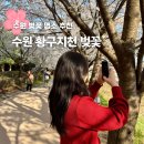 경기도 수원 화성 벚꽃 명소 황구지천 주차 실시간 만개