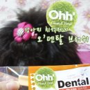 오덴탈