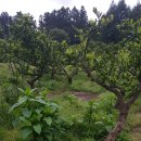 유등농장 이미지