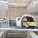 하안사거리 광명인병원 앞 | 광명도마뱀 크레스티드 게코 분양후기(아임룻)