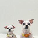 몽시어 | 죽림 몽시어 미용에서 울 강생이들 미용하고 왔거등-내가 왜 몽시어 추천하는지 이유를 말해볼게