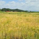 탄금공원 이미지