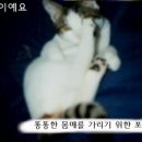 ㅡㅅㅡv &#34;귀접힌 고양이입니다&#34; 이미지