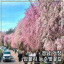 봉산보건진료소 | 거창 임불리 능수벚꽃길 주말 실시간 개화현황 주차 정체상황 포토스팟 및 방문 팁