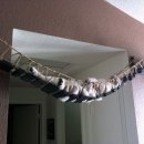 탐나는 고양이 이미지